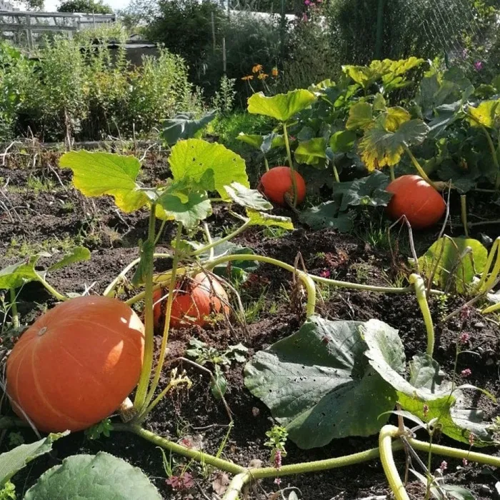 IMG_20201123_112502_283